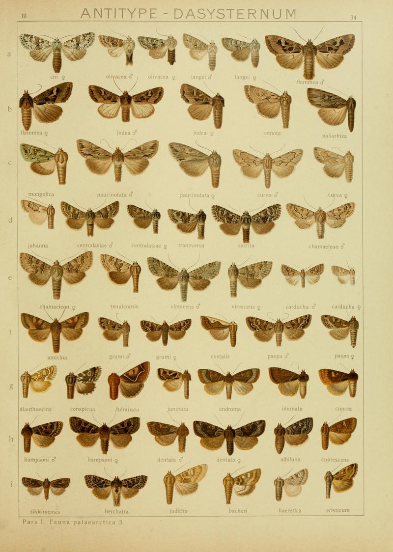 Diegrossschmette03seitz 0075