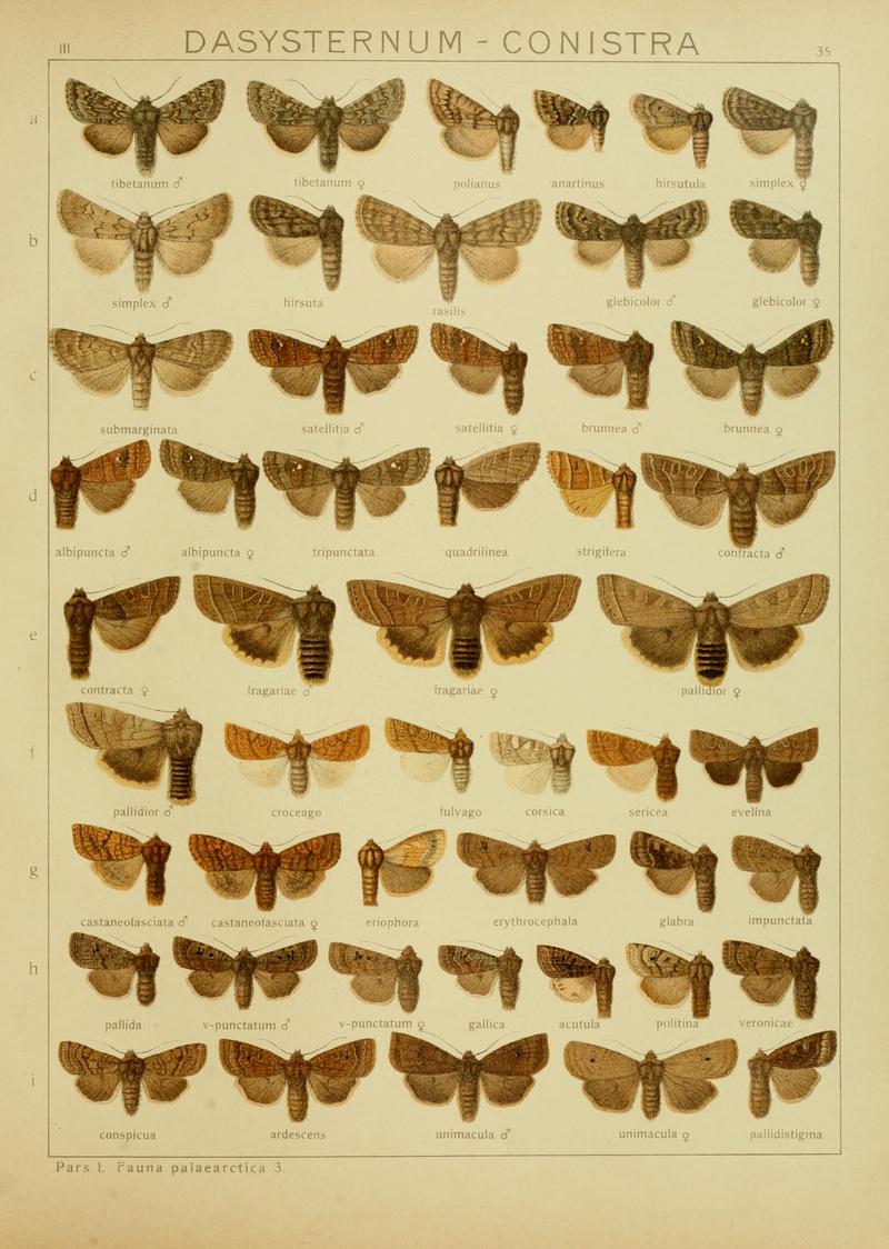 Diegrossschmette03seitz 0077