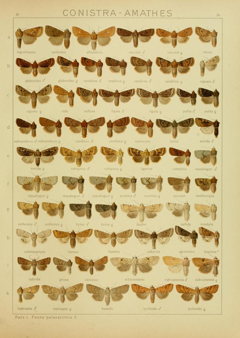 Diegrossschmette03seitz 0079