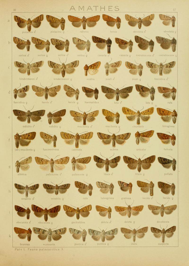 Diegrossschmette03seitz 0081