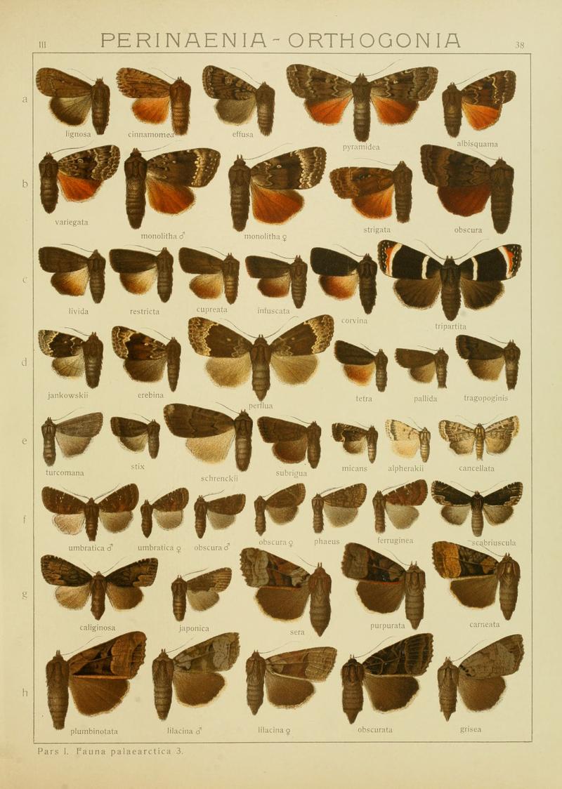 Diegrossschmette03seitz 0083