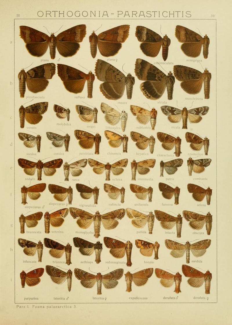 Diegrossschmette03seitz 0085
