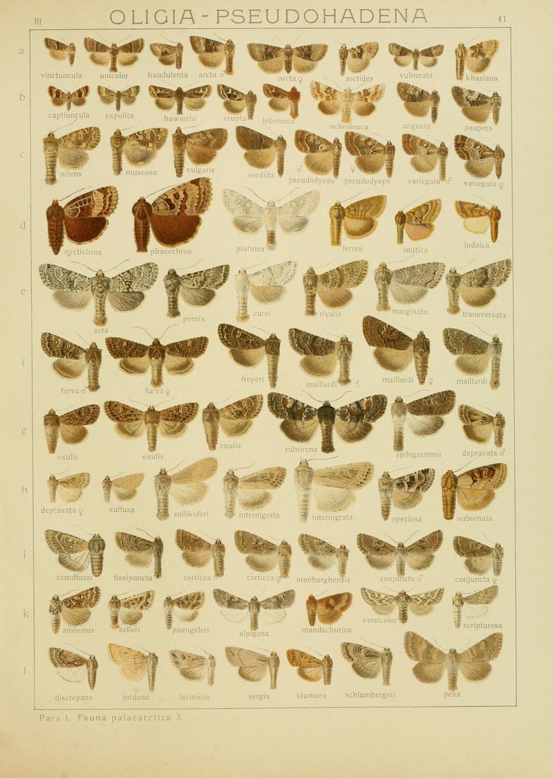 Diegrossschmette03seitz 0089