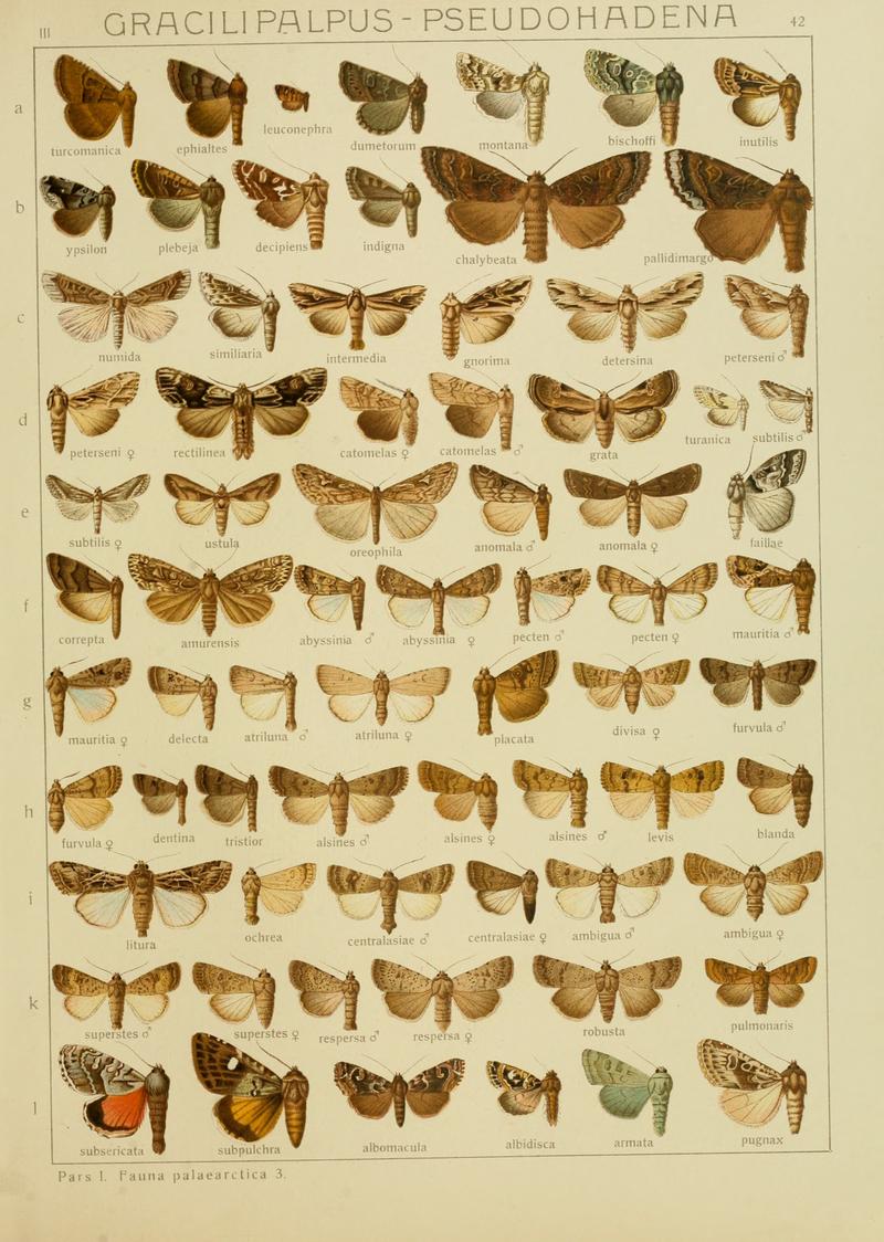 Diegrossschmette03seitz 0091