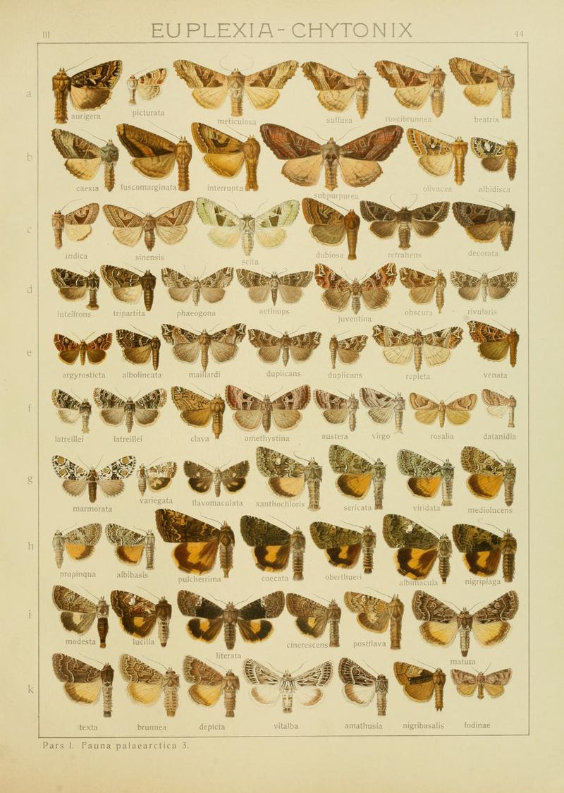 Diegrossschmette03seitz 0095