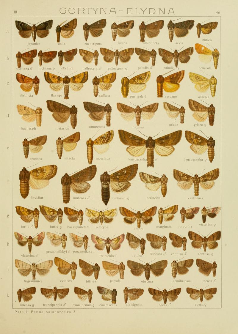 Diegrossschmette03seitz 0099