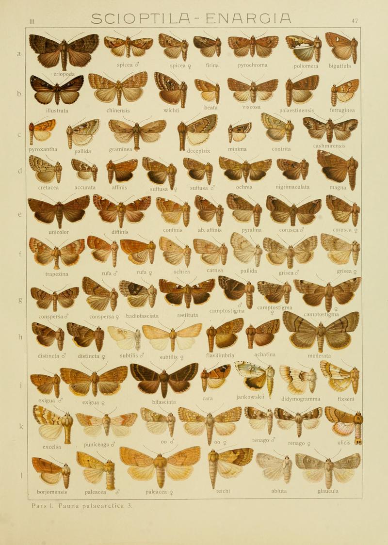 Diegrossschmette03seitz 0101