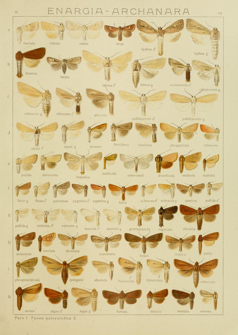 Diegrossschmette03seitz 0105