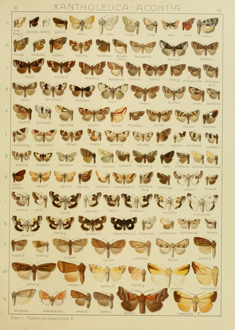 Diegrossschmette03seitz 0111
