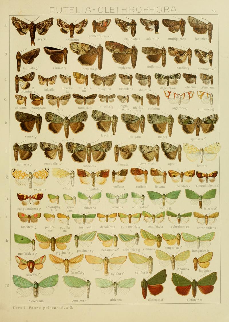 Diegrossschmette03seitz 0113