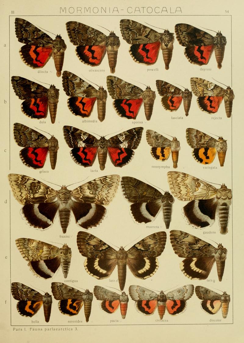 Diegrossschmette03seitz 0115