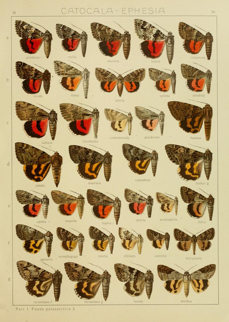 Diegrossschmette03seitz 0119
