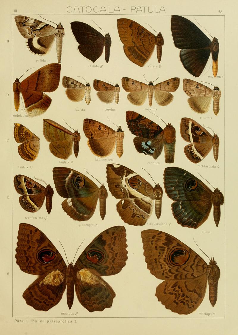 Diegrossschmette03seitz 0123