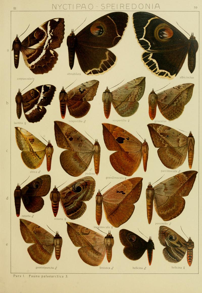 Diegrossschmette03seitz 0125