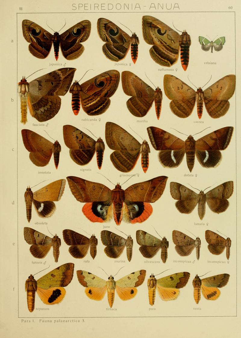 Diegrossschmette03seitz 0127