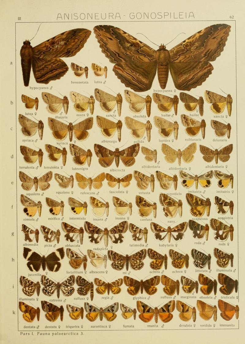Diegrossschmette03seitz 0131