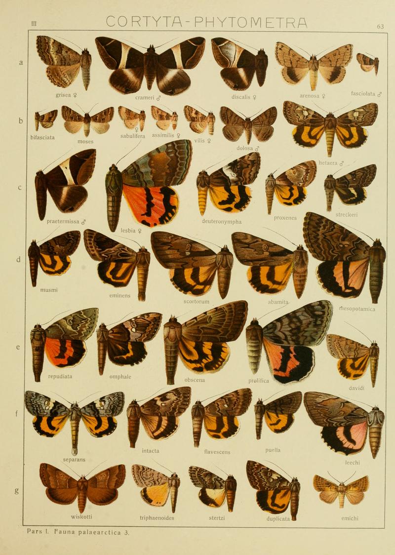 Diegrossschmette03seitz 0133