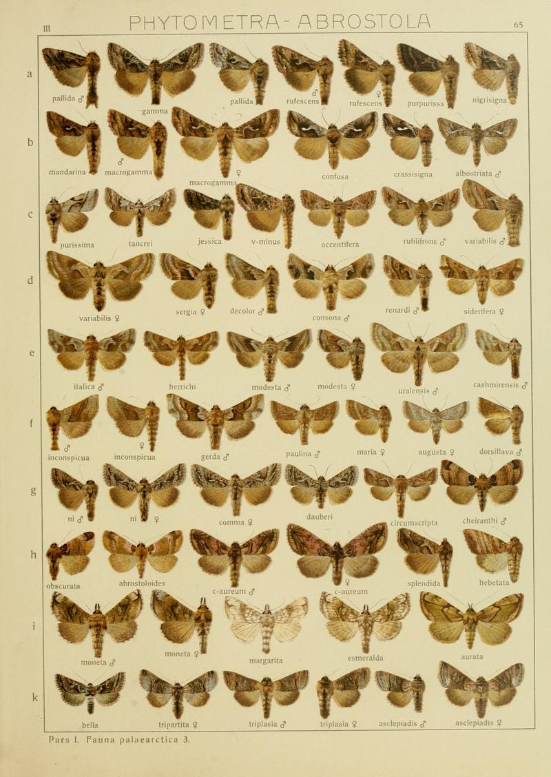 Diegrossschmette03seitz 0137