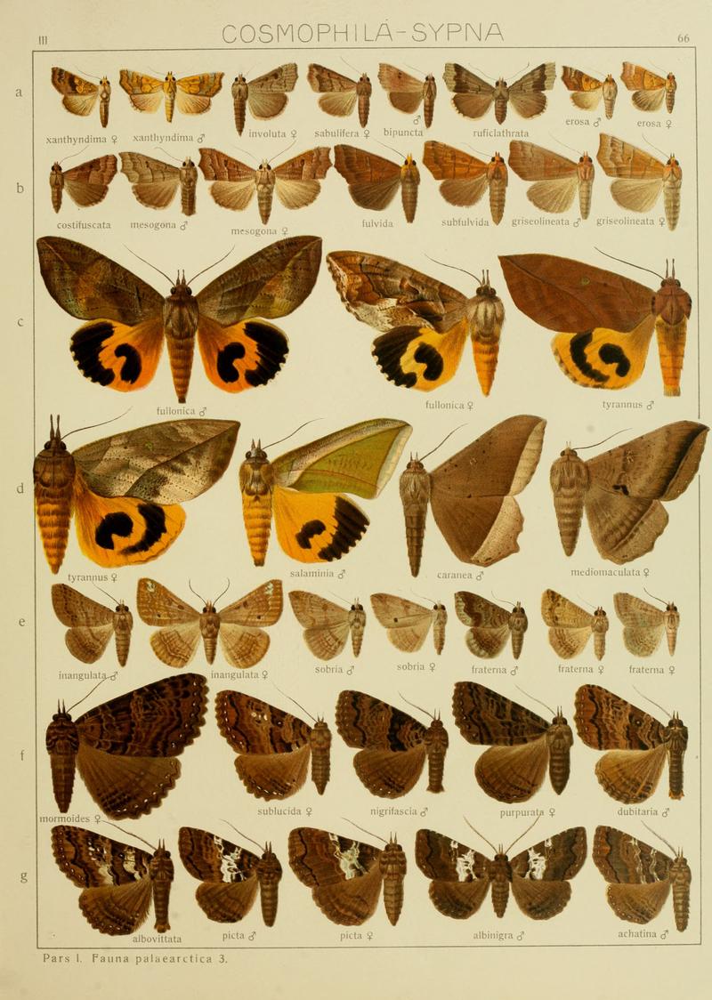 Diegrossschmette03seitz 0139