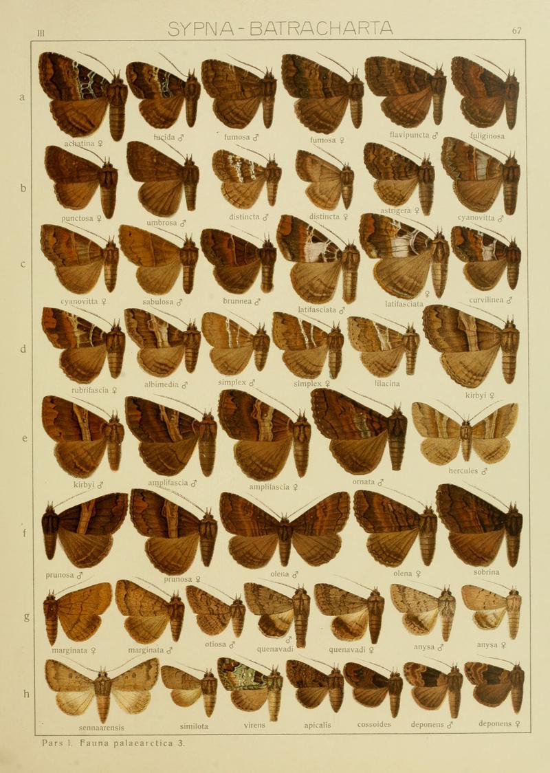 Diegrossschmette03seitz 0141