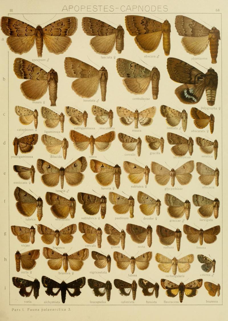 Diegrossschmette03seitz 0143