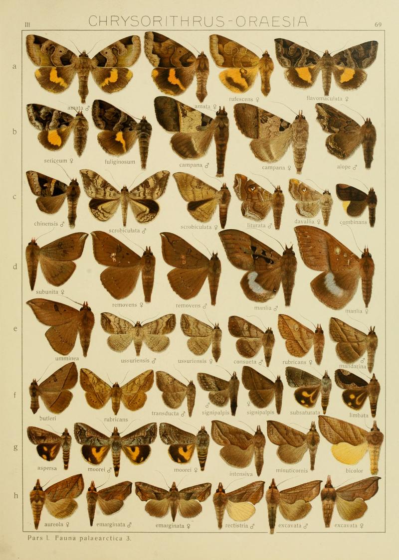 Diegrossschmette03seitz 0145