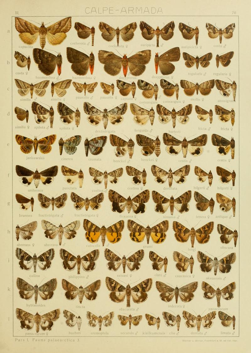 Diegrossschmette03seitz 0147