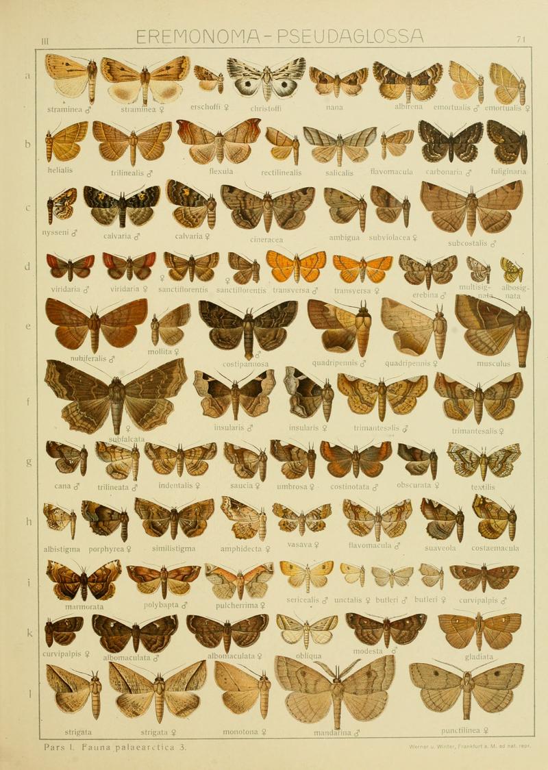 Diegrossschmette03seitz 0149