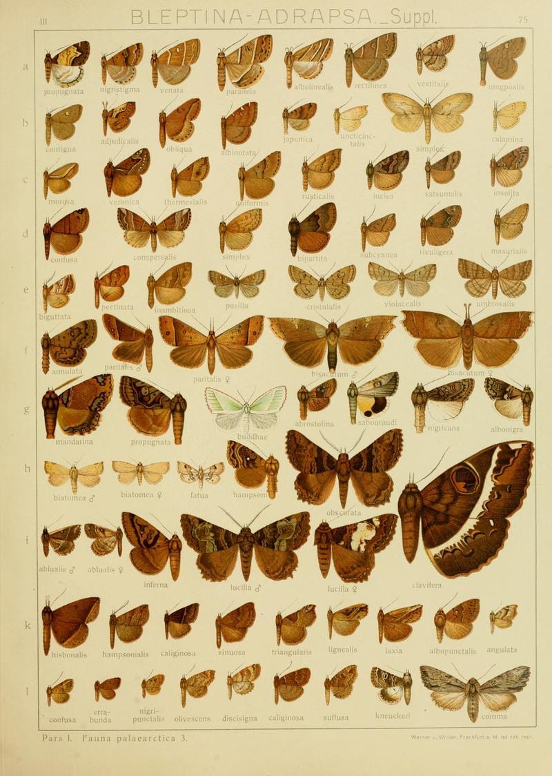 Diegrossschmette03seitz 0157