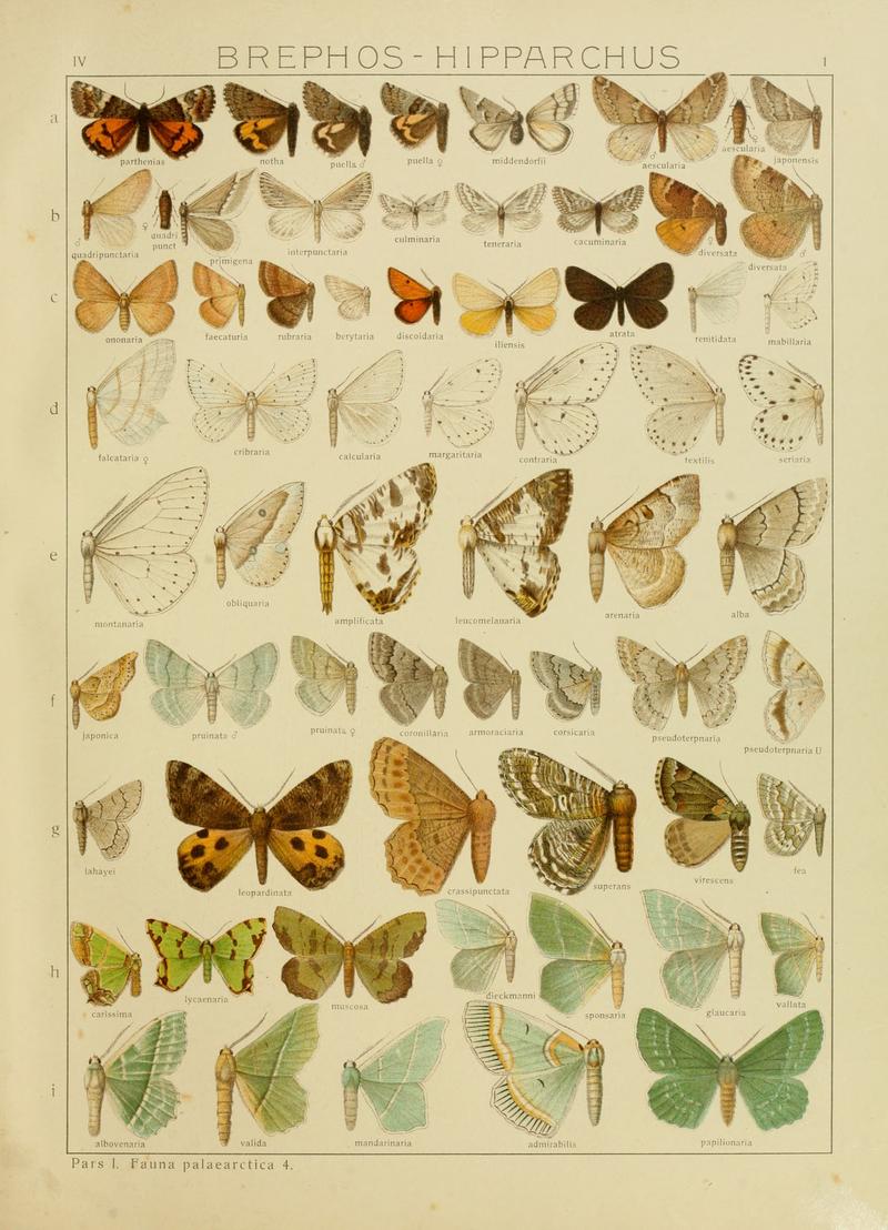Diegrossschmette04seitz 0009