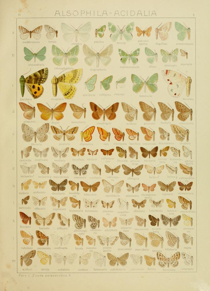 Diegrossschmette04seitz 0013