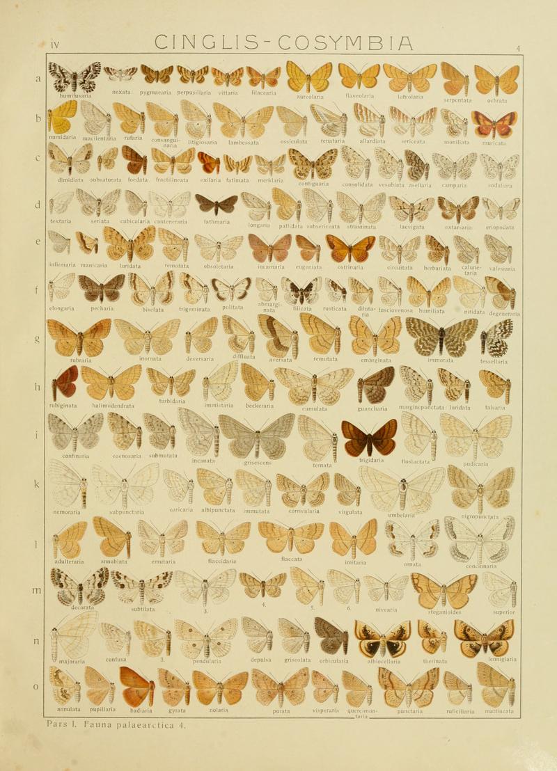 Diegrossschmette04seitz 0015
