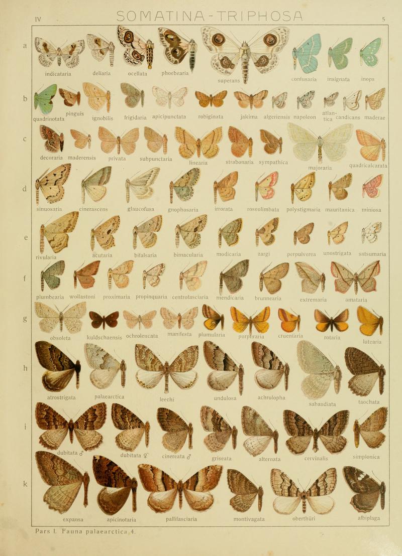 Diegrossschmette04seitz 0017