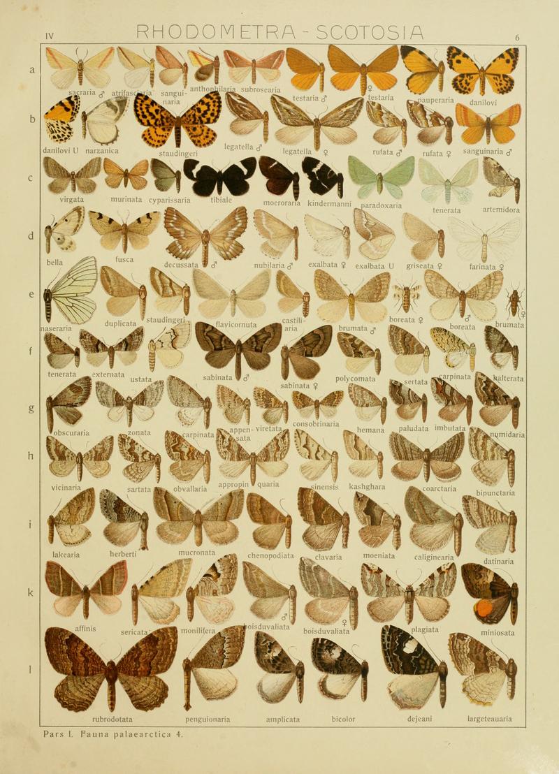 Diegrossschmette04seitz 0019