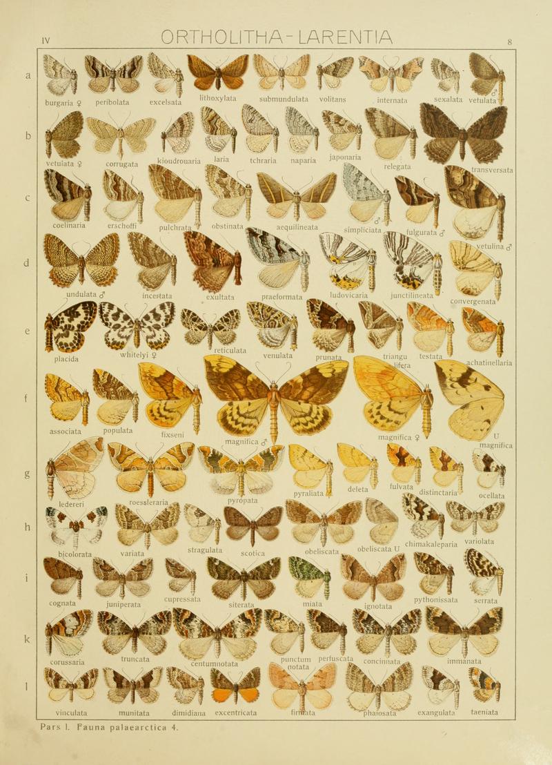 Diegrossschmette04seitz 0023