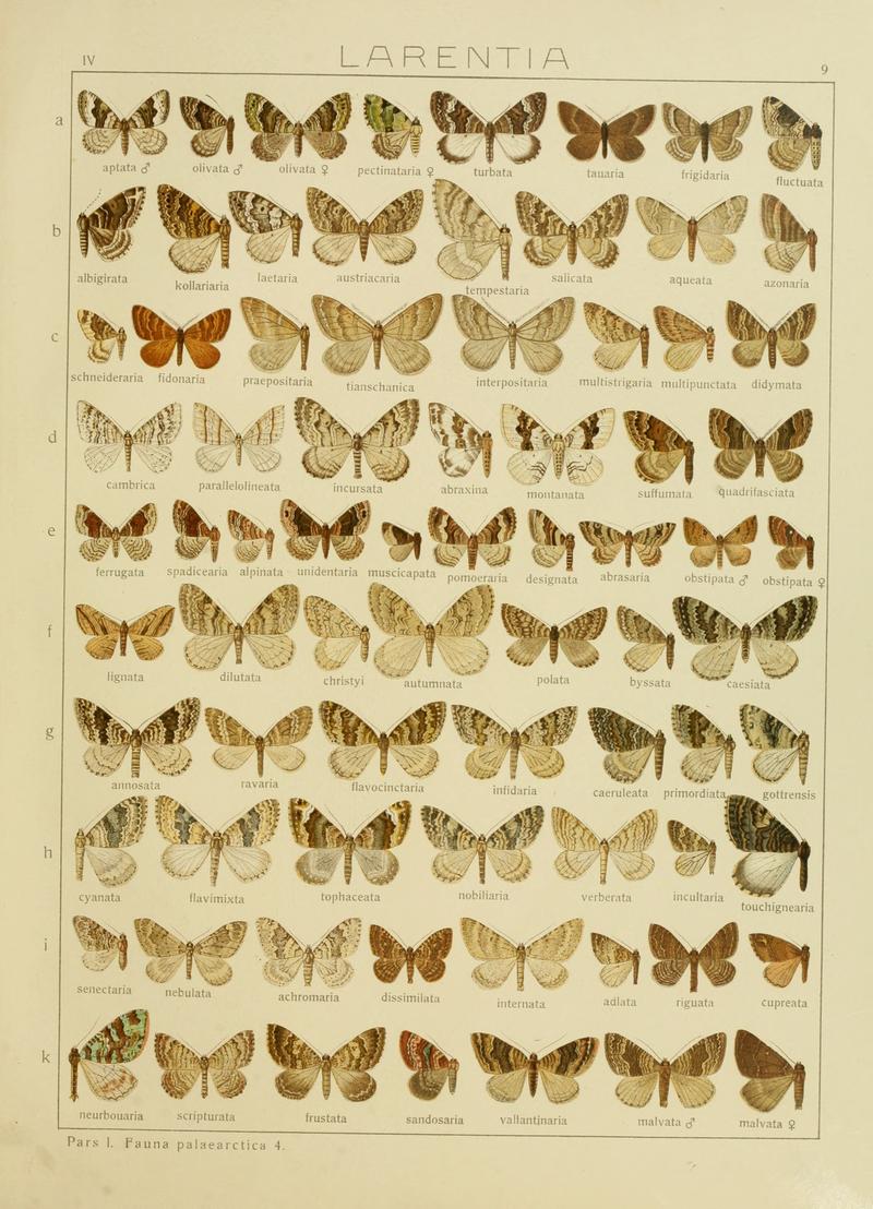 Diegrossschmette04seitz 0025