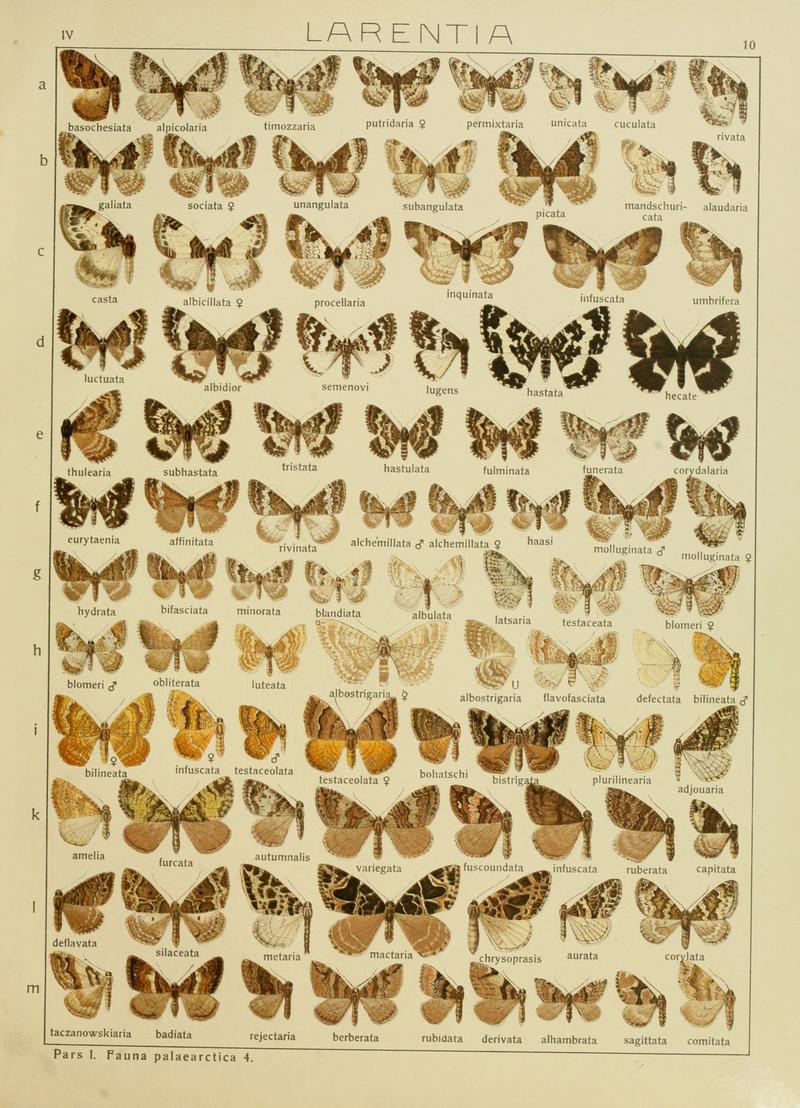 Diegrossschmette04seitz 0027