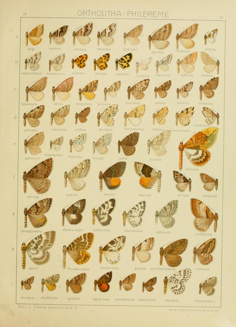 Diegrossschmette04seitz 0029