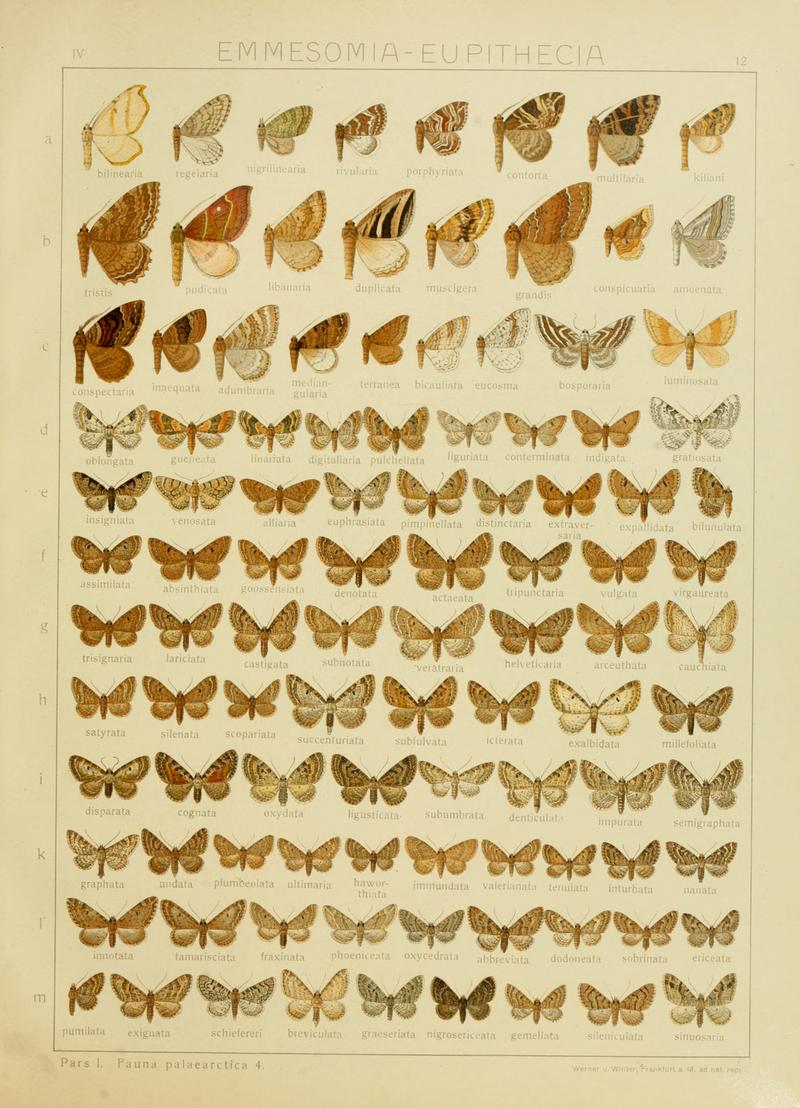Diegrossschmette04seitz 0031