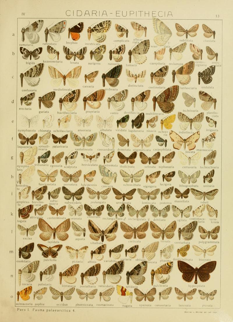 Diegrossschmette04seitz 0033
