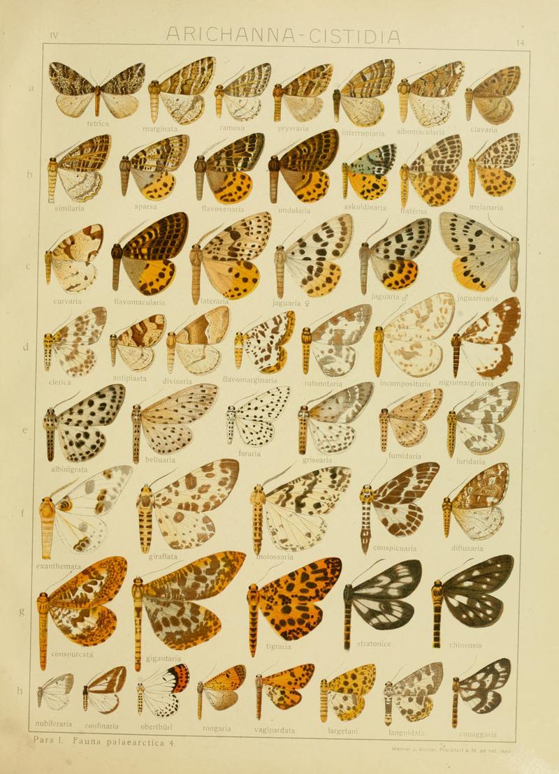 Diegrossschmette04seitz 0035