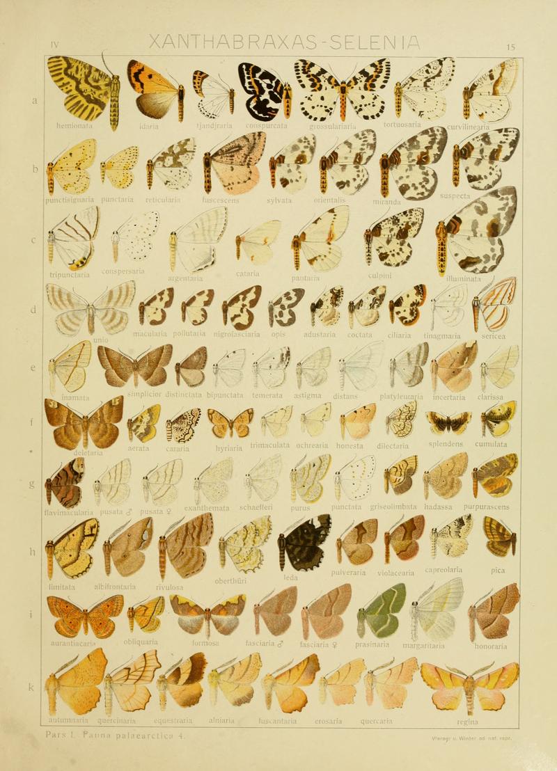 Diegrossschmette04seitz 0037
