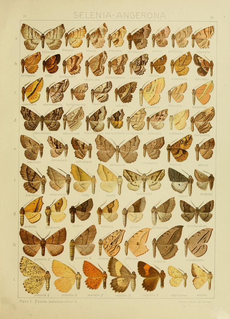 Diegrossschmette04seitz 0039