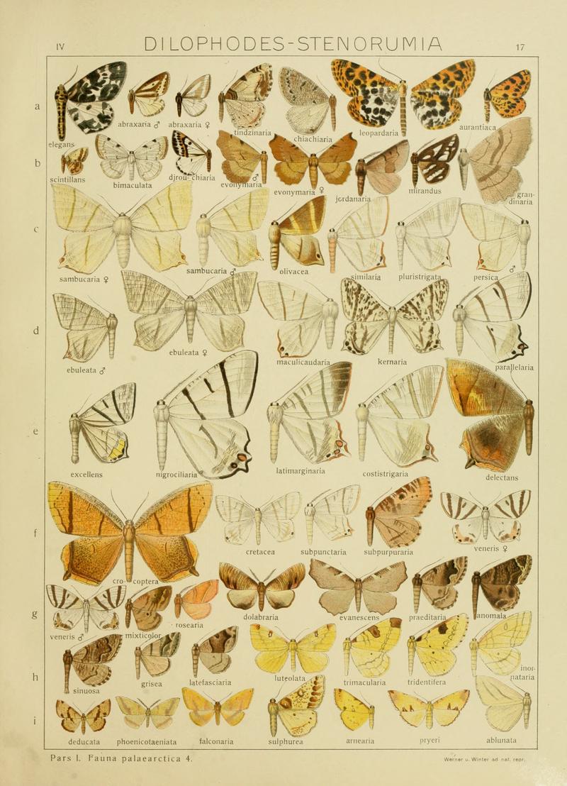 Diegrossschmette04seitz 0041