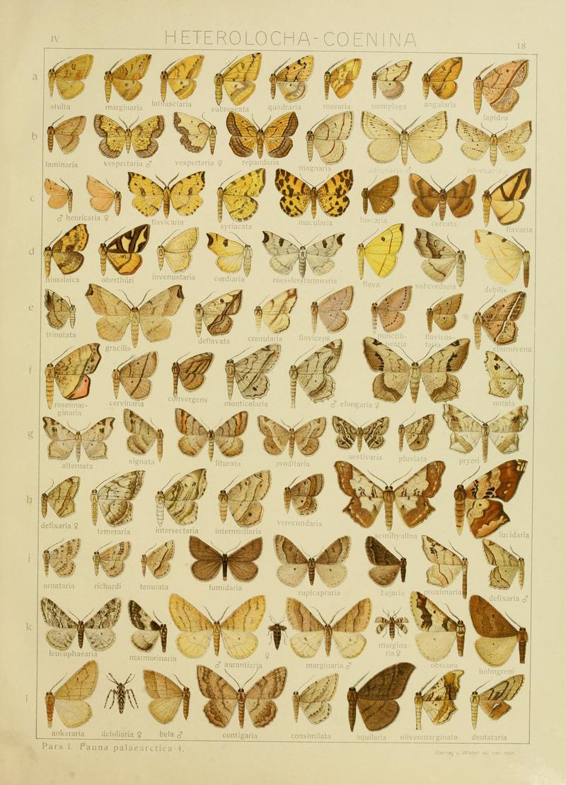 Diegrossschmette04seitz 0043