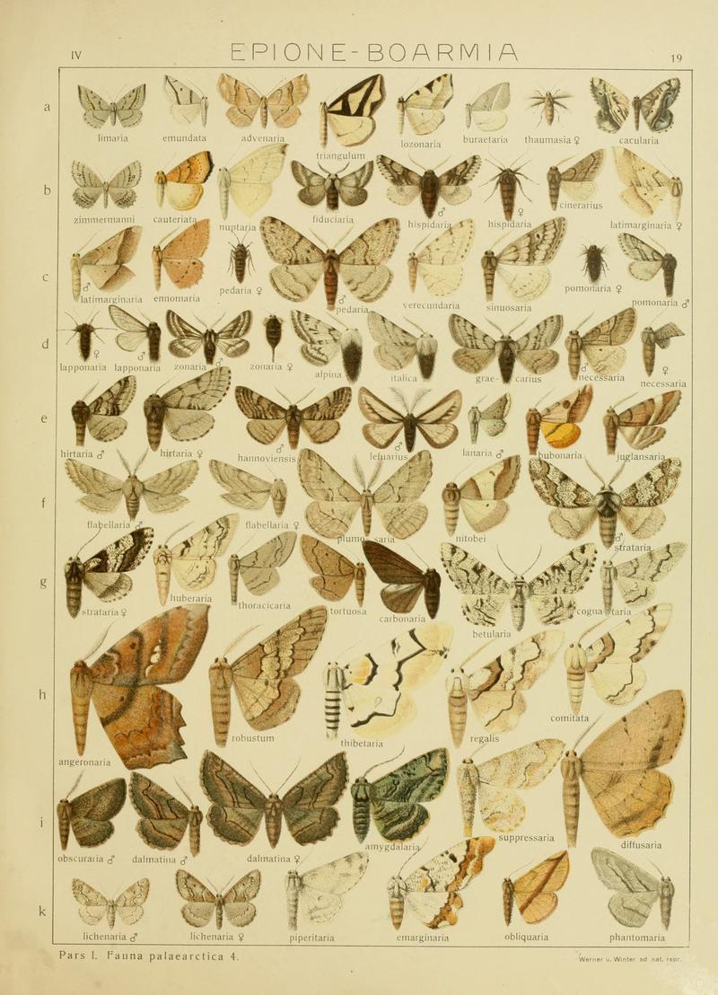 Diegrossschmette04seitz 0045