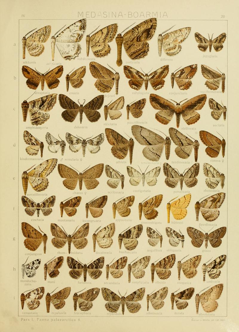 Diegrossschmette04seitz 0047