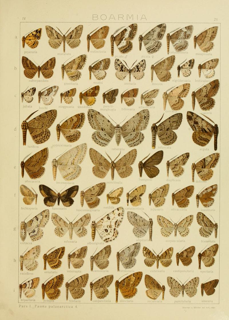 Diegrossschmette04seitz 0049