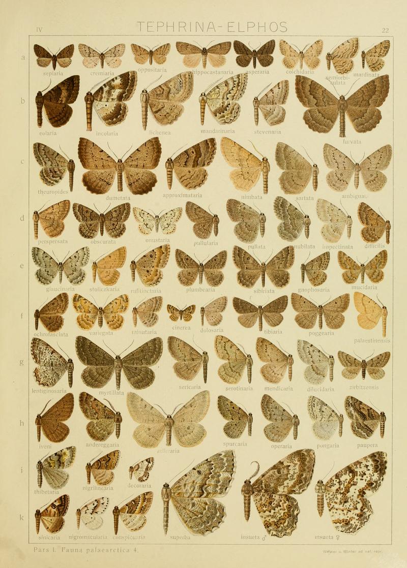 Diegrossschmette04seitz 0051