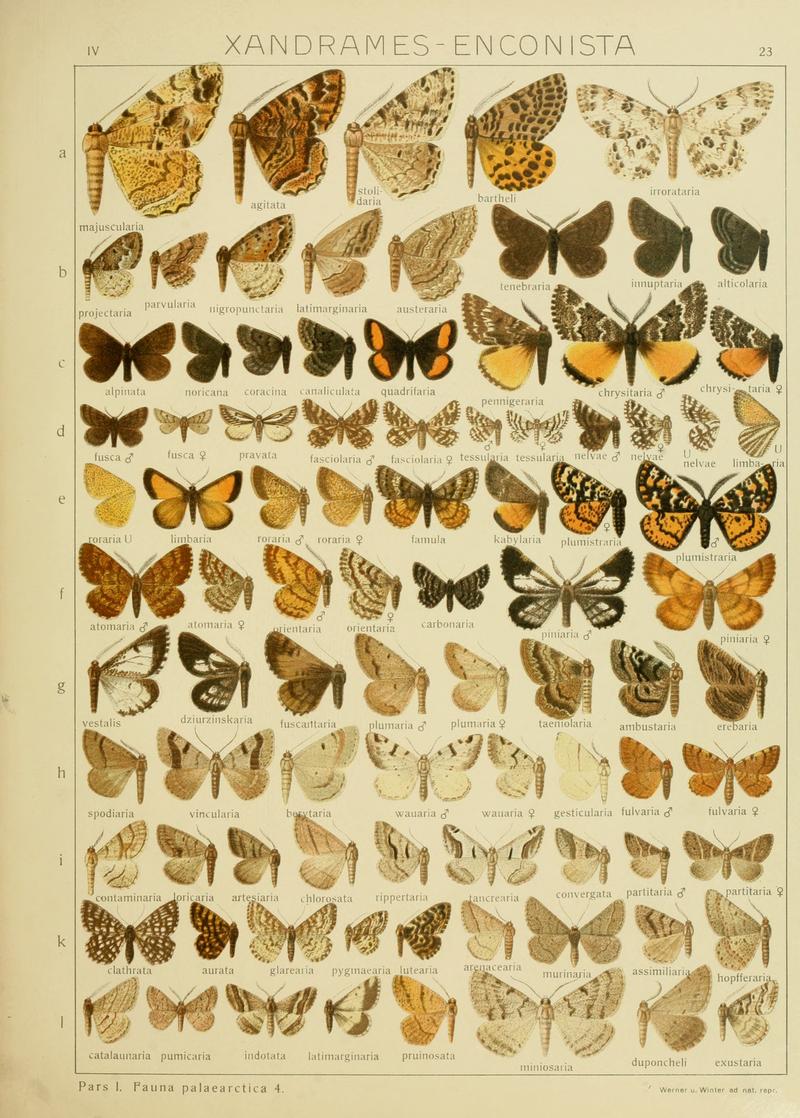 Diegrossschmette04seitz 0053